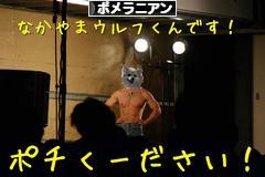 にほんブログ村 犬ブログ ポメラニアンへ