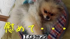 にほんブログ村 犬ブログ ポメラニアンへ