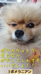 にほんブログ村 犬ブログ ポメラニアンへ