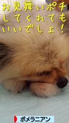 にほんブログ村 犬ブログ ポメラニアンへ