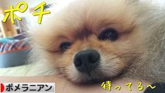 にほんブログ村 犬ブログ ポメラニアンへ