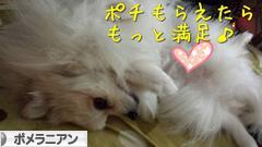 にほんブログ村 犬ブログ ポメラニアンへ