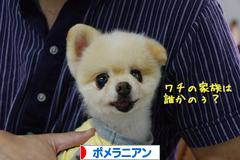 にほんブログ村 犬ブログ ポメラニアンへ