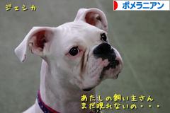 にほんブログ村 犬ブログ ポメラニ
アンへ