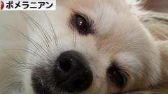 にほんブログ村 犬ブログ ポメラニアンへ