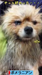 にほんブログ村 犬ブログ ポメラニアンへ