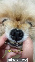 にほんブログ村 犬ブログ ポメラニアンへ