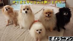 にほんブログ村 犬ブログ ポメラニアンへ