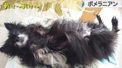 にほんブログ村 犬ブログ ポメラニアンへ
