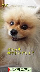 にほんブログ村 犬ブログ ポメラニアンへ