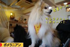 にほんブログ村 犬ブログ ポメラニアンへ