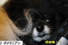 にほんブログ村 犬ブログ ポメラニアンへ