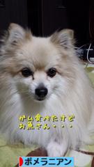 にほんブログ村 犬ブログ ポメラニアンへ