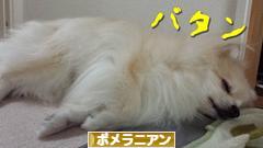 にほんブログ村 犬ブログ ポメラニアンへ
