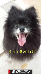 にほんブログ村 犬ブログ ポメラニアンへ