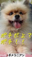 にほんブログ村 犬ブログ ポメラニアンへ