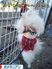 にほんブログ村 犬ブログ ポメラニアンへ