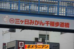 にほんブログ村 犬ブログ ポメラニアンへ