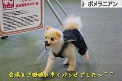 にほんブログ村 犬ブログ ポメラニアンへ