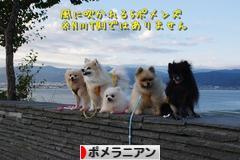 にほんブログ村 犬ブログ ポメラニアンへ