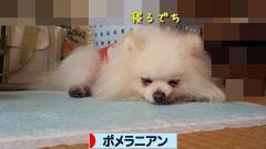 にほんブログ村 犬ブログ ポメラニアンへ