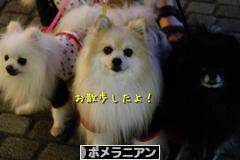 にほんブログ村 犬ブログ ポメラニアンへ