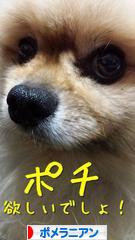 にほんブログ村 犬ブログ ポメラニアンへ