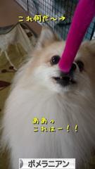 にほんブログ村 犬ブログ ポメラニアンへ