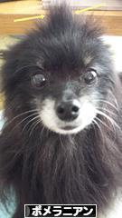 にほんブログ村 犬ブログ ポメラニアンへ