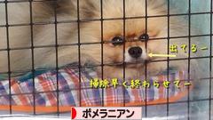 にほんブログ村 犬ブログ ポメラニアンへ