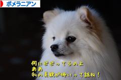 にほんブログ村 犬ブログ ポメラニアンへ