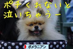 にほんブログ村 犬ブログ ポメラニアンへ