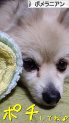 にほんブログ村 犬ブログ ポメラニアンへ