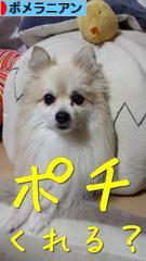 にほんブログ村 犬ブログ ポメラニアンへ