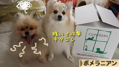 にほんブログ村 犬ブログ ポメラニアンへ