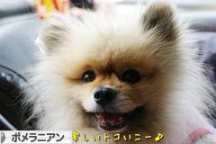 にほんブログ村 犬ブログ ポメラニアンへ