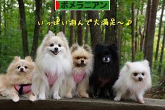 にほんブログ村 犬ブログ ポメラニアンへ