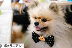 にほんブログ村 犬ブログ ポメラニアンへ