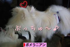 にほんブログ村 犬ブログ ポメラニアンへ