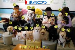 にほんブログ村 犬ブログ ポメラニアンへ