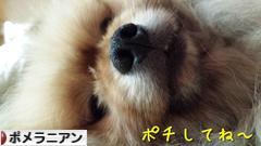 にほんブログ村 犬ブログ ポメラニアンへ
