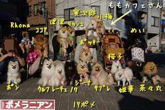 にほんブログ村 犬ブログ ポメラニアンへ