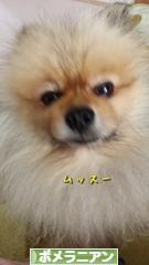 にほんブログ村 犬ブログ ポメラニアンへ