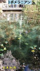 にほんブログ村 犬ブログ ポメラニアンへ