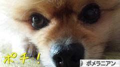 にほんブログ村 犬ブログ ポメラニアンへ