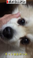 にほんブログ村 犬ブログ ポメラニアンへ