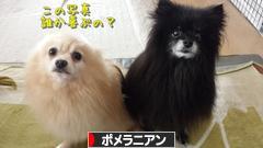 にほんブログ村 犬ブログ ポメラニアンへ