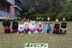 にほんブログ村 犬ブログ ポメラニアンへ