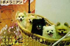 にほんブログ村 犬ブログ ポメラニアンへ