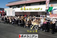 にほんブログ村 犬ブログ ポメラニアンへ